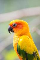 parrot photo
