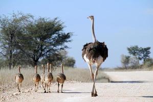 Ostrich and Chicks photo