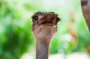 ostrich close-up photo