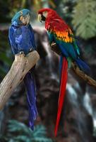 macaw parrots photo