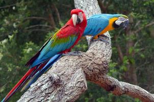 Pair macaw sitting on branch photo