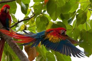Scarlet Macaw in Flight