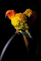 Lovely Couple of Sun Conure in black background photo