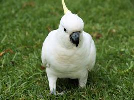 Cockatoo in gardens. photo