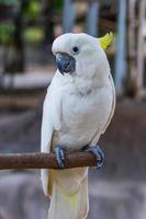 face of Yellow-crested Cockatoo