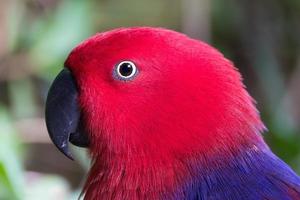 Eclectus parrot female