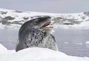 leopard seal which lies on an ice floe photo