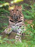 Amur leopard (Panthera pardus orientalis) photo
