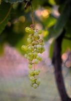 ripe grape on a morning light photo