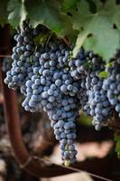 Wine Grapes photo