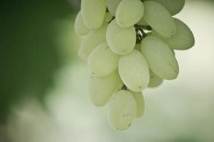 racimo de uvas blancas