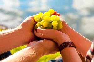 white grapes in the hand, sunlight photo