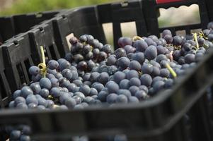 Grenache grapes to make wine