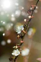 Chinese plum flowers blooming in the park photo