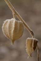 physalis covered with frost