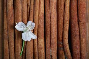 flores de cerezo y ramitas sobre un fondo de madera foto