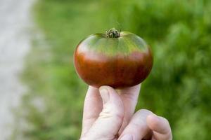 tomate de herencia orgánica recién recogido