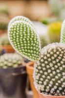 close up of Opuntia cactus photo