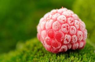 Frozen Red Raspberry on Green Moss Close-Up
