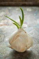 Sprouted Garlic