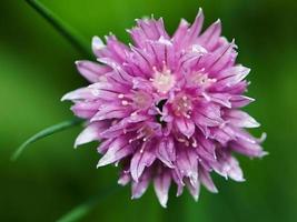 Chive flower photo