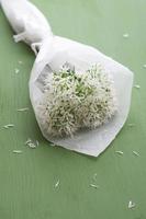 Bouquet of fresh blooming wild garlic