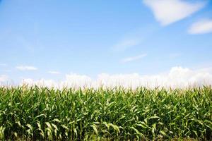 Corn field photo