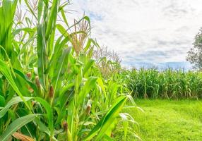 Imagen de campo de maíz y cielo en segundo plano.