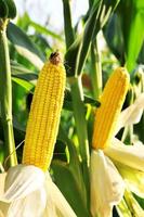 maíz en el campo