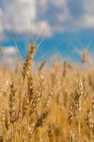 campo de trigo, cosecha fresca de trigo foto
