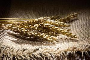 Wheat and corn photo