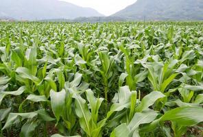 green corn field photo