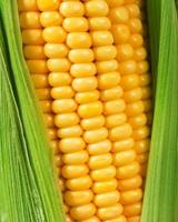 corn photo