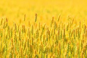 Farmer field of wheat background photo