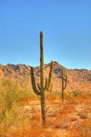 Saguaro Cactus photo