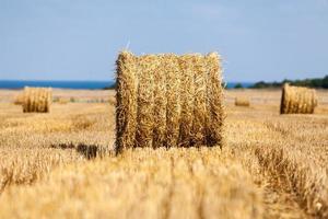 Harvested hilly wheat field with straw bale