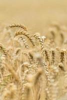 campo de trigo dorado foto