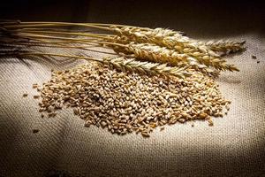 Wheat and corn photo