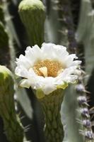 elegante flor de saguaro foto