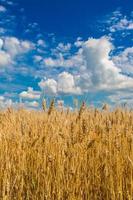campo de trigo, cosecha fresca de trigo foto
