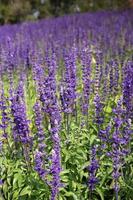 purple salvia flowers photo