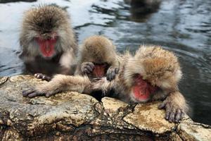 monos de nieve en Japón foto