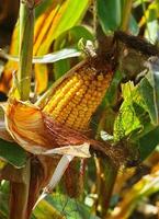 la mazorca de maíz madura en el tallo foto
