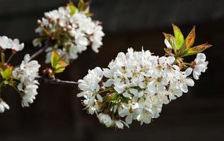 Flores de primavera foto