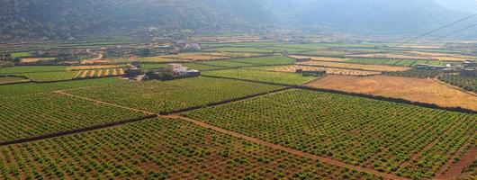 plantación, pantelleria foto