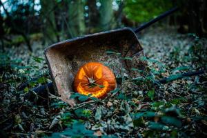 Pumpkin in the woods photo