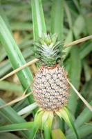 Pineapple Plantation photo