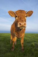 Retrato vertical de vaca marrón foto