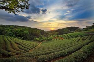 tea plantation landscape sunset photo