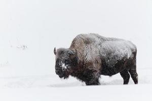 búfalo en invierno foto